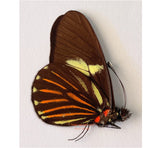 Achonias brassolis negrina (Peru)